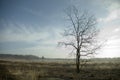 Tree in the heathland