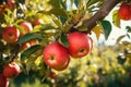 Abundant Red Apples on Tree