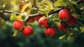 Tree Filled With Red Apples