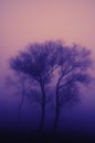 Tree in heavy fog Royalty Free Stock Photo