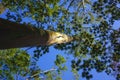 Tree with high trunk in the middle of the jungle with a blue sky