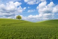 Tree on the hill Royalty Free Stock Photo