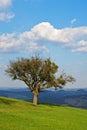 Tree on a hill Royalty Free Stock Photo