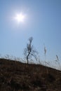 A tree on a hill Royalty Free Stock Photo