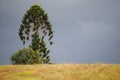 tree on a hill