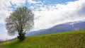 tree on the hill in early spring Royalty Free Stock Photo