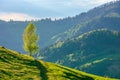 tree on the hill in evening light. Royalty Free Stock Photo