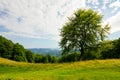 Tree on the hill in green mountain landscape Royalty Free Stock Photo