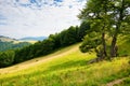 Tree on the hill in green mountain landscape. Royalty Free Stock Photo