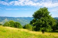 Tree on the hill in green mountain landscape. Royalty Free Stock Photo