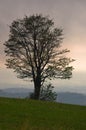 Tree on a hill just before a quick summer storm at Rajac