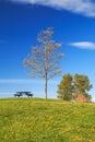 Tree on the hill