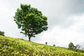 Lonely tree in tea plantation Sri Lanka Royalty Free Stock Photo