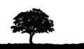 Tree on the hill silhouette on