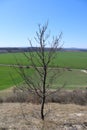 A tree on a hill Royalty Free Stock Photo