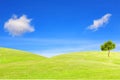 Tree on the hill under the blue sky. Royalty Free Stock Photo