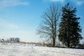 Tree on a Hill in Winter Royalty Free Stock Photo