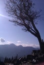 Tree on the hills of Cingjing in Nantou Royalty Free Stock Photo
