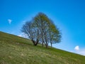Tree on an hillside of the italian alps Royalty Free Stock Photo