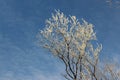 Tree in hoarfrost against the sky Royalty Free Stock Photo