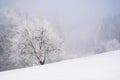 tree in hoarfrost on the snow covered meadow Royalty Free Stock Photo