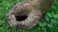 A tree hole on the grass