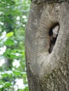 Tree hole