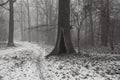 Tree with a hole by the road, winter Royalty Free Stock Photo