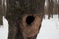 Tree with a hole in the trunk hollow in winter Royalty Free Stock Photo