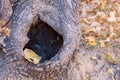 Tree with a Hole in the Trunk Royalty Free Stock Photo