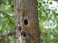 Tree with a hole in the trunk