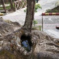 Tree with hollow base which is filled with water in a zoological park Royalty Free Stock Photo