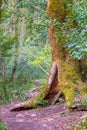 Tree with hollow in forest, HDR Royalty Free Stock Photo