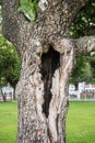 Tree hollow Royalty Free Stock Photo