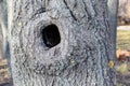 Tree with a hollow Royalty Free Stock Photo