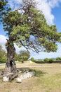 Tree with hollow trunk