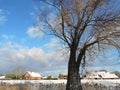 Tree and homes near river Royalty Free Stock Photo