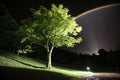 Tree of hope illuminated by light and rainbow in darkness Royalty Free Stock Photo