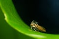 Tree Hopper Royalty Free Stock Photo
