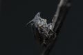 Tree Hopper sit on a branch Royalty Free Stock Photo