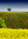 Tree on the horizon