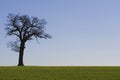 Tree Horizon 2 Royalty Free Stock Photo