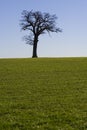 Tree Horizon 3 Royalty Free Stock Photo
