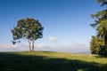 Tree on horizon against blue sky Royalty Free Stock Photo