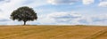 Tree on Horizon in Field of Wheat or Barley Panorama Web Banner