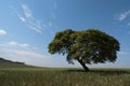 Tree horizon lonely landscape sky solitude