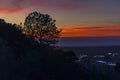 Tree on the horizon in San Diego