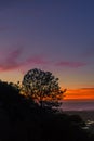 Tree on the horizon during San Diego sunset