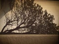 Tree, horizontal tree, retro, photo, contour, monochrome, film, evening, fog, shelter.