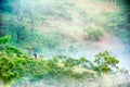 Tree and horse in mist at Doi angkhang Thailand Royalty Free Stock Photo